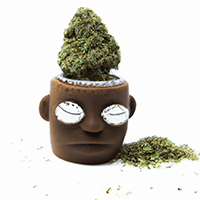 chia pot head