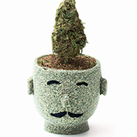 chia pot head