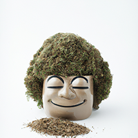 chia pot head