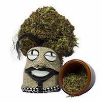 chia pot head