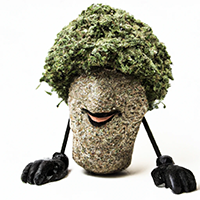 chia pot head