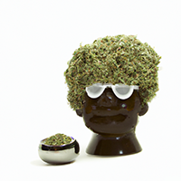 chia pot head